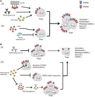 Frontiers Modulation Of Regulatory T Cell Activity By Tnf Receptor